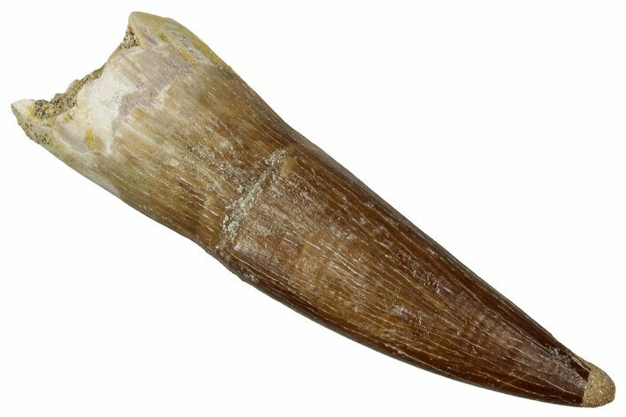 Fossil Plesiosaur (Zarafasaura) Tooth - Morocco #354722